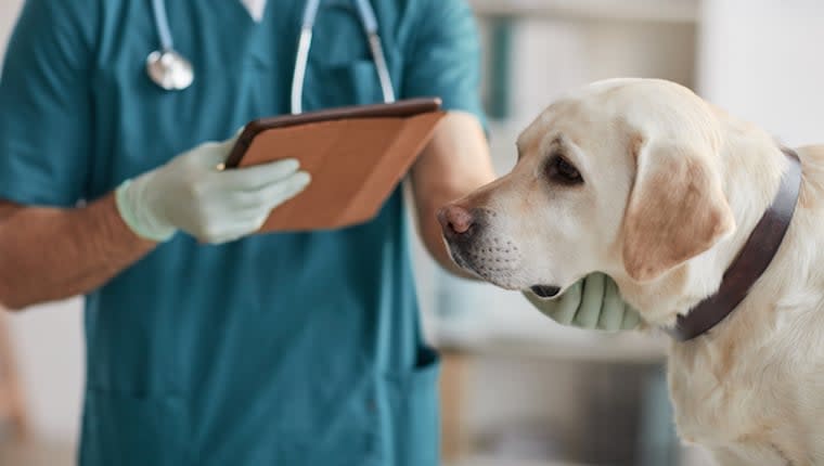 Osteoarthritis in Dogs: Symptoms, Causes, & Treatments
