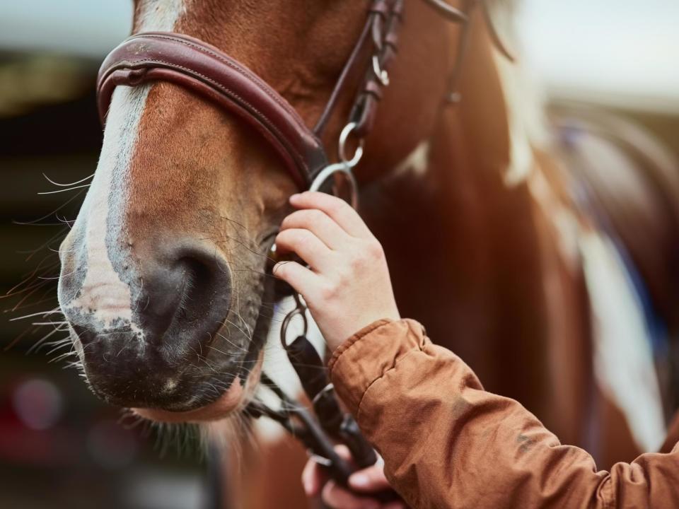 Four horses were burnt to death in a suspected arson attack in Lanarkshire in Scotland.Emergency crews were called to Morningside Farm near Newmains, south east of Glasgow in the early hours of Saturday morning.Firemen found three of the horses dead and a fourth one alive, but it reportedly later died of its injuries.The owners of the farm said they believed they had been targeted in a series of attacks.Three weeks ago another barn where five horses were inside was set on fire and another fire was started in a horse trailer.The incidents are all being treated by police as deliberate.Melanie Collins, who owns the property with her partner, former jockey Donal Nolan, have been left devastated.Speaking to STV News, she said: “I understand from various people that they heard the horses screaming in pain and they couldn’t get out.”“What kind of animals can do that to innocent animals?” she said.The alarm was raised by a neighbour and Ms Collins and Mr Nolan, who do not live on their farm, found it hard to see what remained on site afterwards.They said: “We didn’t know what we were coming to.“We were told there was another fire and you wouldn’t imagine that somebody could do that, that they could burn animals alive.“God help the poor animals... to put animals through such horrific pain is unimaginable.”A Police Scotland spokesperson said: “Police were called 1.45am on Saturday to a report of a derelict building on fire on Mill Road, Alanton.“Scottish Fire and Rescue Service were also in attendance and the cause of the fire has not been established yet.“Officers are now treating it as wilful and enquiries are ongoing.”