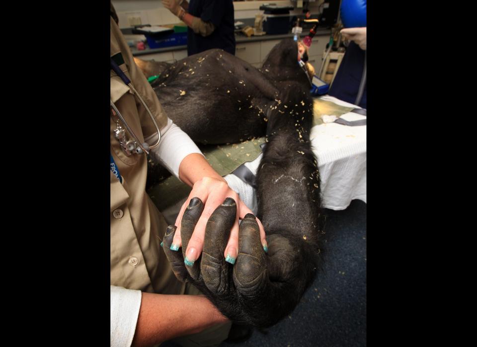 Yakini the gorilla received a medical check-up from vets at Melbourne Zoo before being moved to a new multimillion-dollar exhibit at Werribee Open Range Zoo, on Oct. 28, 2011, in Melbourne, Australia.