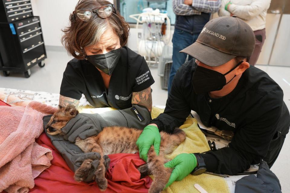 Two people with face masks and gloves attend to a young mountain lion.