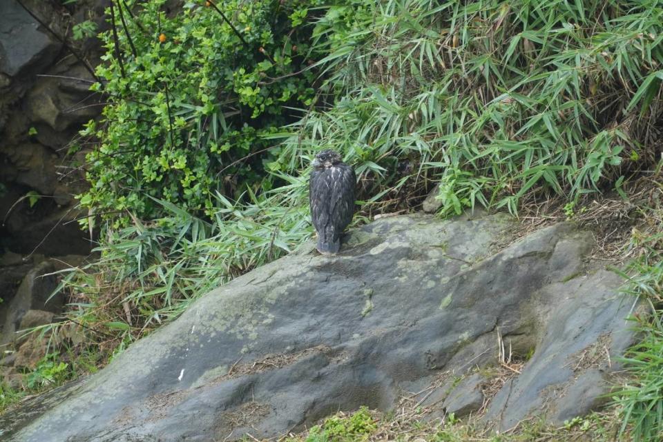 瑞芳區酋長岩保育類野生動物遊隼大寶落巢。   圖：新北市動保處提供