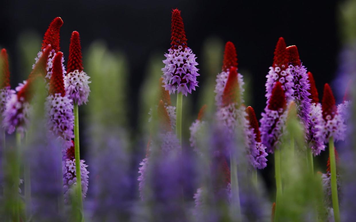 Primula vialii - © RHS