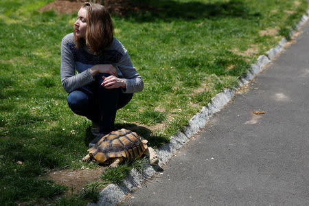 Henry, an African spurred tortoise, sits in the grass of Central Park as his owner Amanda Green looks on in New York, U.S., May 19, 2016. REUTERS/Shannon Stapleton