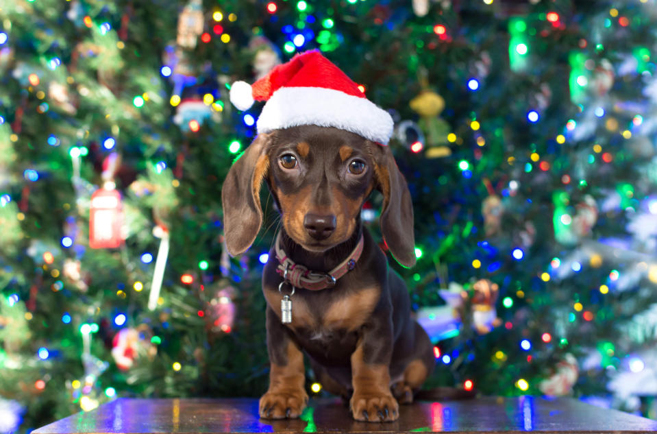 Haustiere und Weihnachtsdeko kann eine gefährliche Kombination sein. Am Ende wissen aber meist die Besitzer*innen am besten, ob ihre Haustiere Lametta fressen würden oder nicht. (Symbolbild: Getty Images)