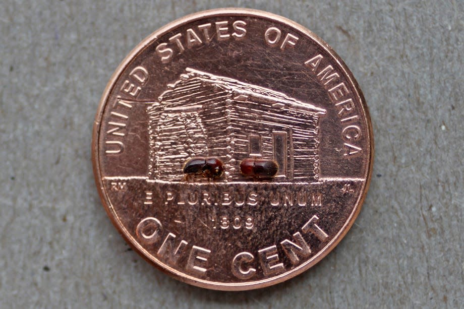 Ambrosia beetles are so tiny that you can barely see them on a U.S. penny.