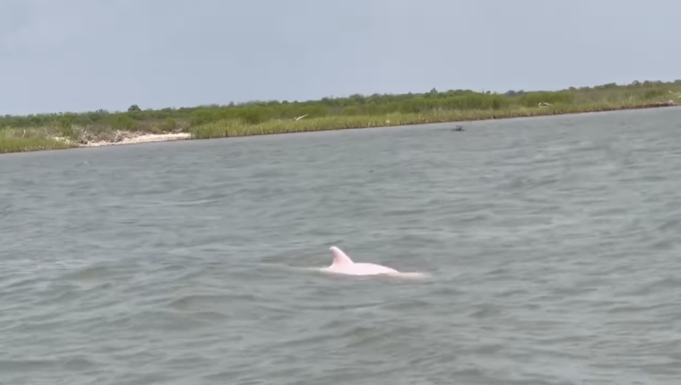 A pink dolphin was captured on video in southern Louisiana last week after a fisherman spotted it swimming in a river.  / Credit: Thurman Gustin