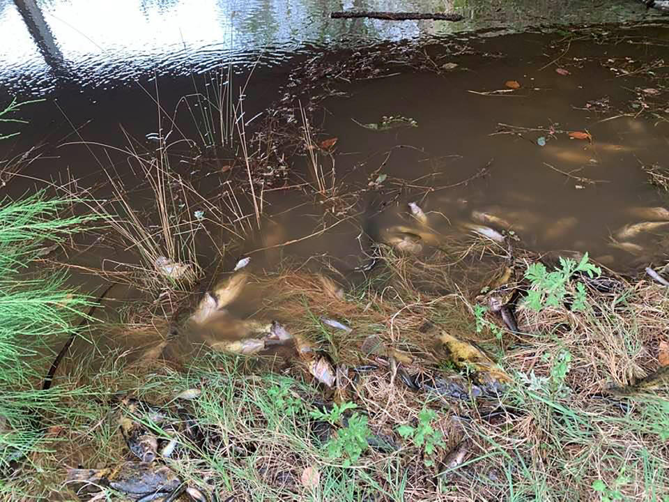 An image showing dozens of dead fish in the Macleay River on the NSW mid-north coast. Source: AAP