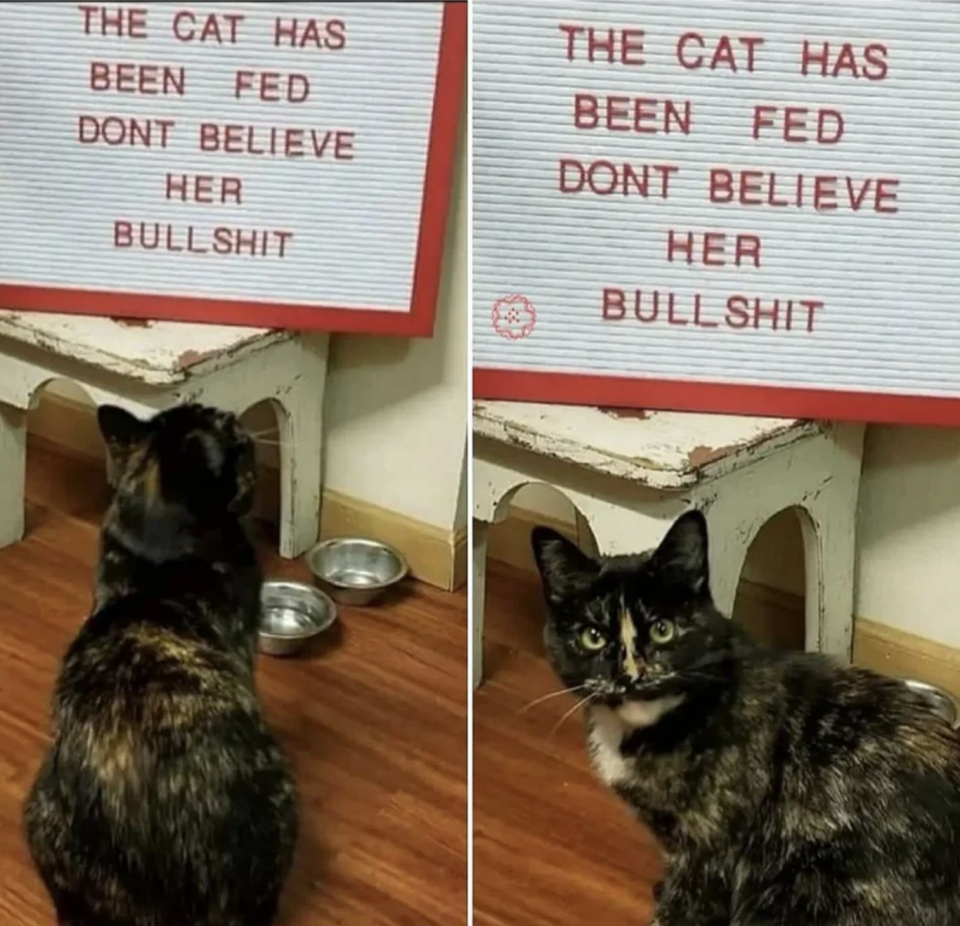 sign above the cat bowl says the cat has been fed don't believe her bullshit