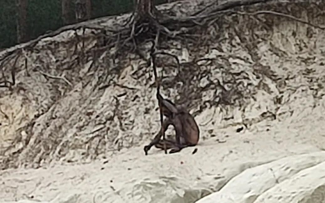 The 'wolf man', photographed by two hikers near Blankenburg in the Harz mountains