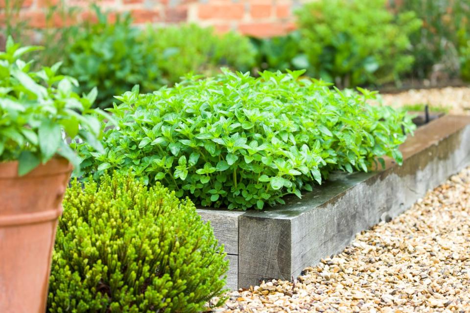 Herbs, oregano plant growing in a raised bed