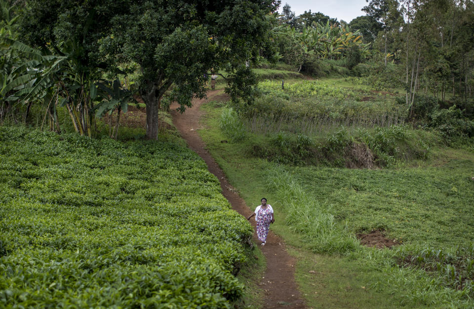 In this photo taken Tuesday, Nov. 5, 2019, palliative care nurse Madeleine Mukantagara, 56, walks on a dirt path past tea and other crops to the house of Vestine Uwizeyimana, 22, who has spinal degenerative disease and is taking oral liquid morphine for her pain, to check on her health, in the village of Bushekeli, near Kibogora, in western Rwanda. While people in rich countries are dying from overuse of prescription painkillers, people in Rwanda and other poor countries are suffering from a lack of them, but Rwanda has come up with a solution to its pain crisis - it's morphine, which costs just pennies to produce and is delivered to households across the country by public health workers. (AP Photo/Ben Curtis)