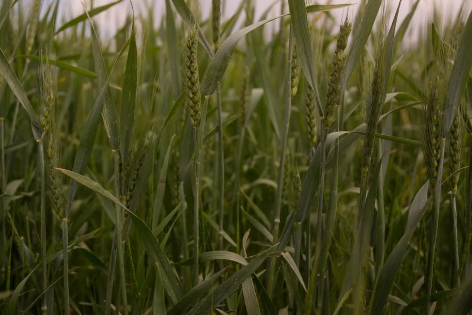 A close-up of a field of winter wheat in Mykolaiv Oblast in southern Ukraine. (Photo: Liliia Kucher)