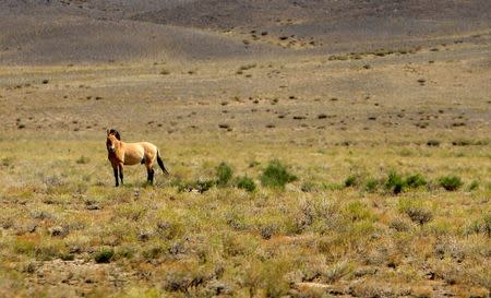 An endangered Przewalski's horse stands at the Takhin Tal National Park, part of the Great Gobi B Strictly Protected Area, in south-west Mongolia, June 21, 2017. REUTERS/David W Cerny