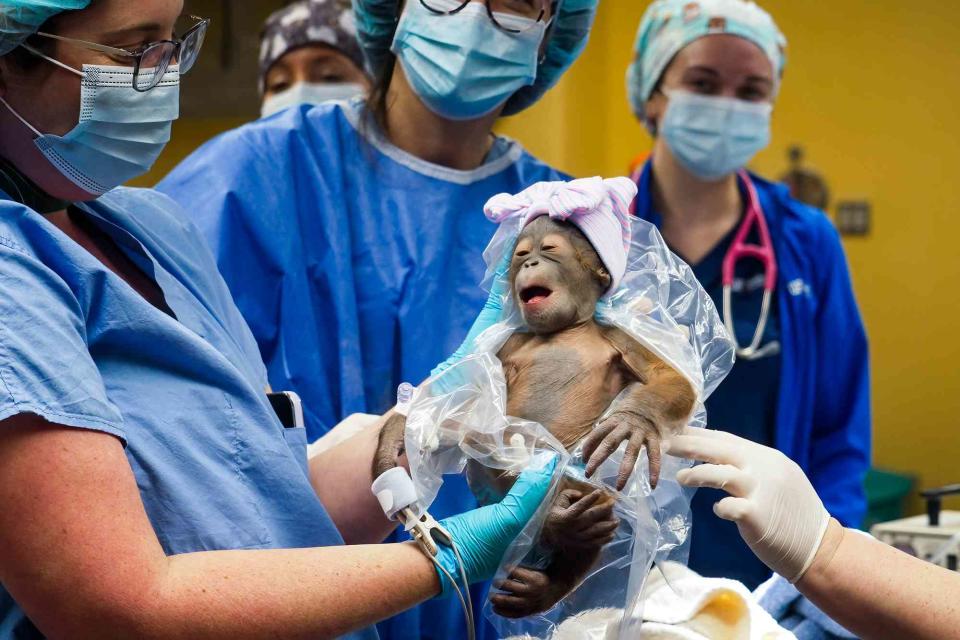 <p>Busch Gardens Tampa Bay</p> Baby orangutan born at Busch Gardens Tampa Bay