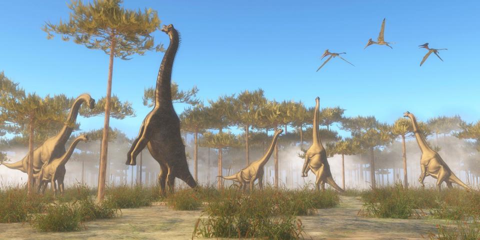 An illustration shows an artist's impression of a herd of brachiosaurs.
