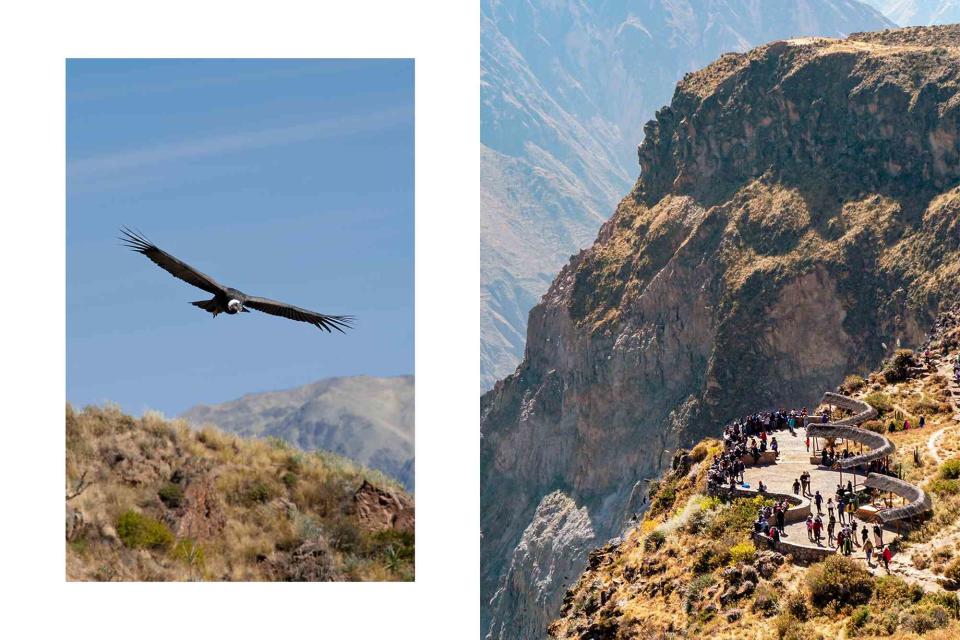 <p>From left: Oliver Bolch/Anzenberger/Redux; agefotostock/Alamy</p> From left: A condor soars above Peru