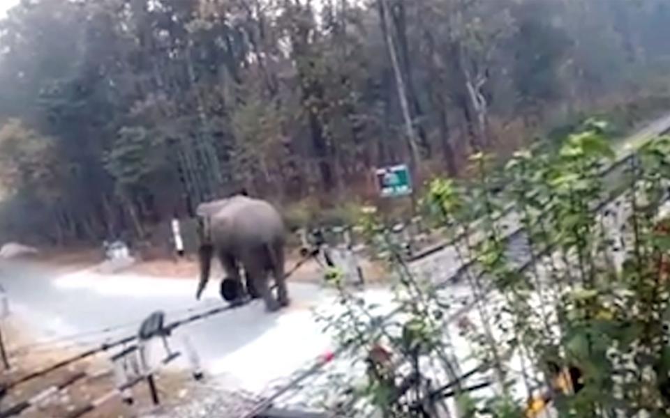 Impatient elephant sneaks under train barrier after getting tired of waiting