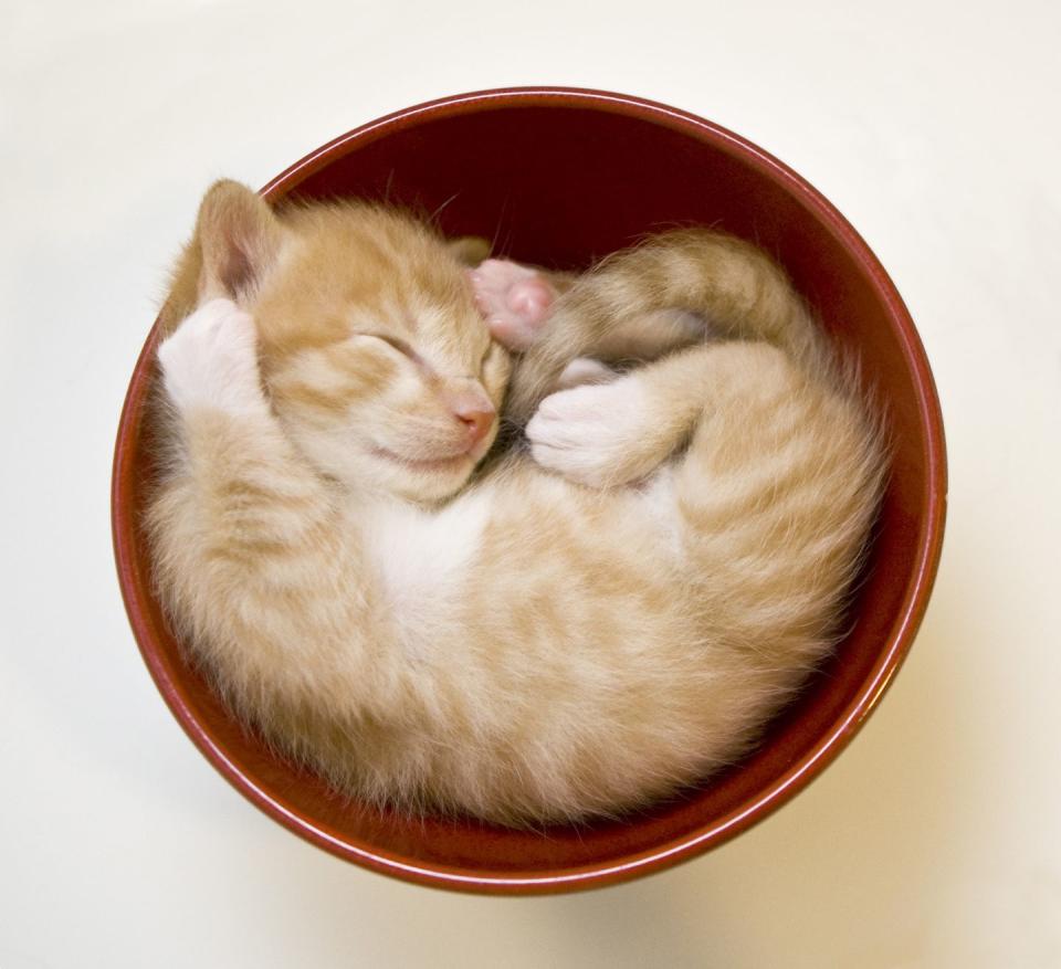 <p>This photo is proof that you never need to buy a cat bed — they can, and will, sleep in literally anything. Even a bowl, which is about 100 times cuter than a bed anyway. </p>