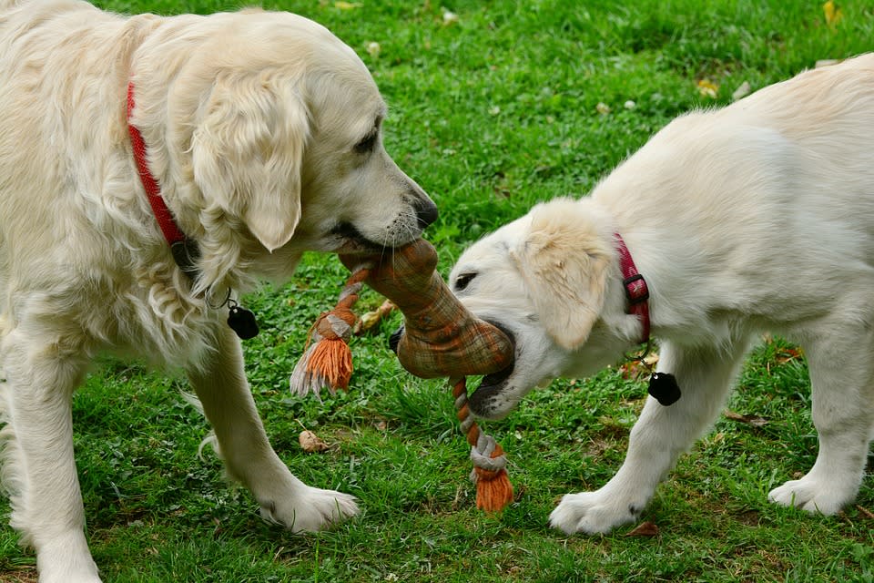 飼養黃金獵犬的飼主給人一種信任感，為周圍的人帶來正面影響。（示意圖／pixabay）