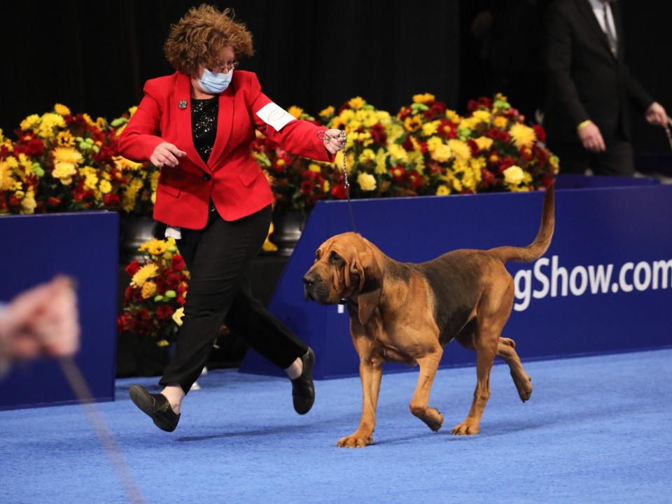 <p>A bloodhound competes in the 2020 National Dog show</p> (Bill McCay/NBC/NBCU Photo Bank via Getty Images)