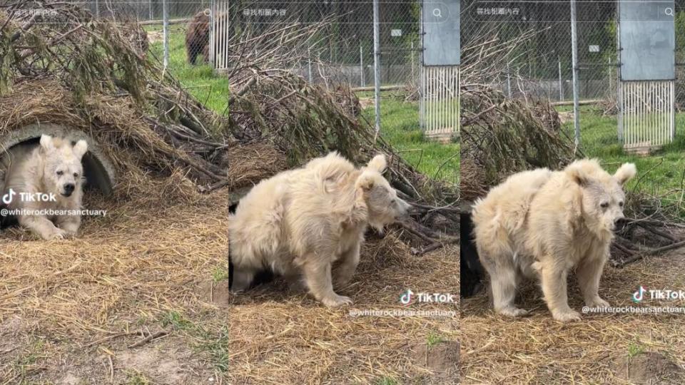 查達起身模樣吸引百萬人圍觀點讚。（圖／翻攝自＠whiterockbearsanctuary）