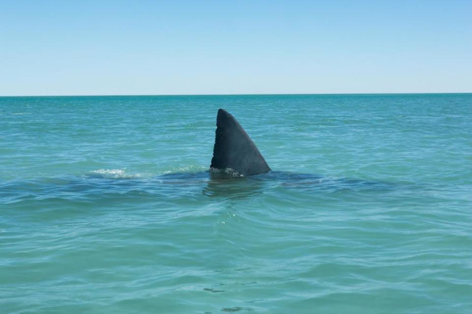 Fin of Great white shark breaking surface of sea, side view.