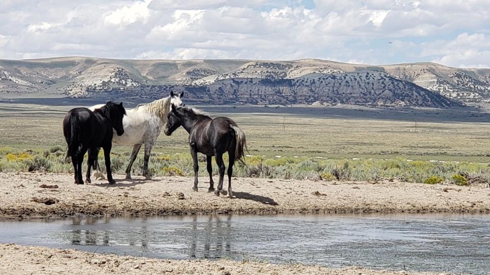 Wild horses in the Red Desert, Wyoming (Simon Veness and Susan Veness)