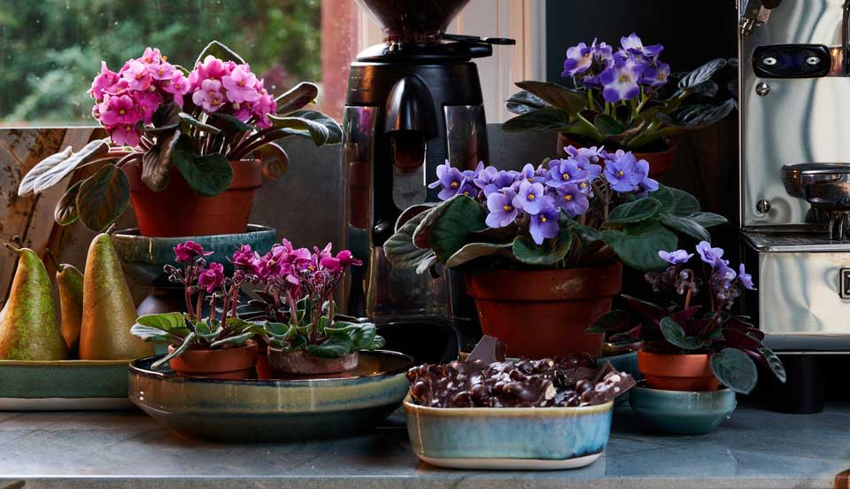  African violets in a pot. 