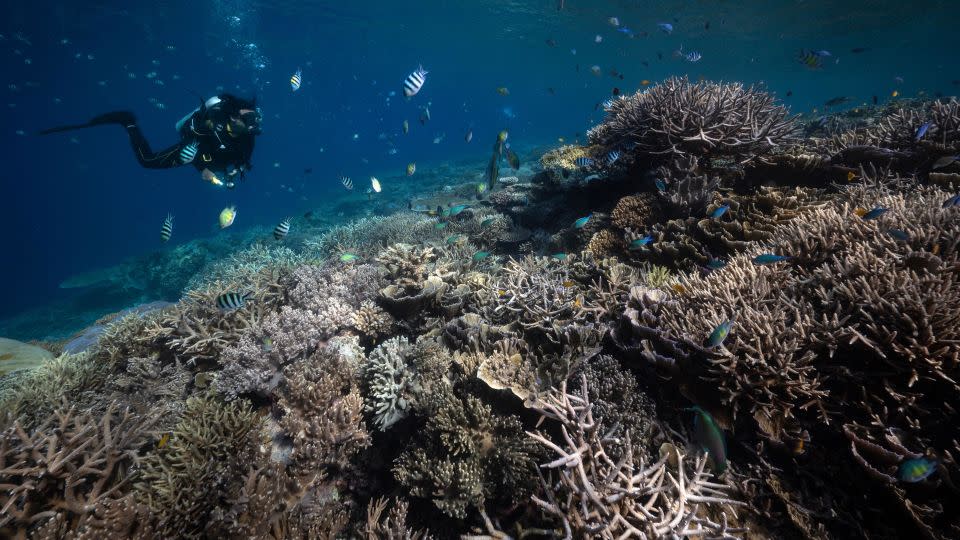 Divers swim past bleached corals in the waters of Raja Ampat Regency in east Indonesia's West Papua region on November 5, 2023. - Lillian Suwanrumpha/AFP/Getty Images