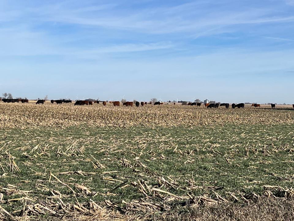 Cows grazing on a cover crop of rye that has been planted over the remains of recently-harvest corn near Corning, Iowa. Nov. 26, 2022.