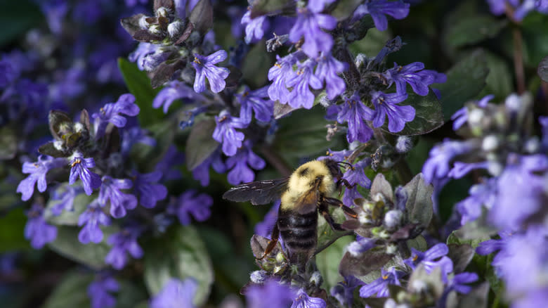 bee with purple flowers