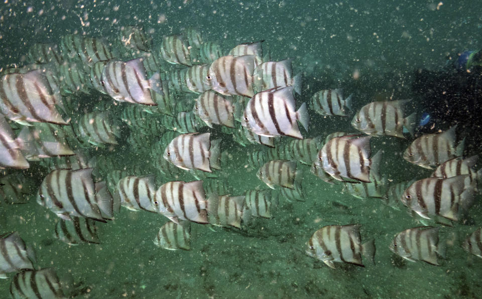 Atlantic spadefish swim along the reef at Gray's Reef National Marine Sanctuary Monday, Oct. 28, 2019, off the coast of Savannah, Ga. Gray’s Reef has served as a global inspiration. Following the lead of the U.S., other nations have designated similar sanctuaries; they now cover about 6 percent of the world’s oceans _ a bonanza for researchers, but more importantly an important tool for safeguarding the seas. (AP Photo/David J. Phillip)