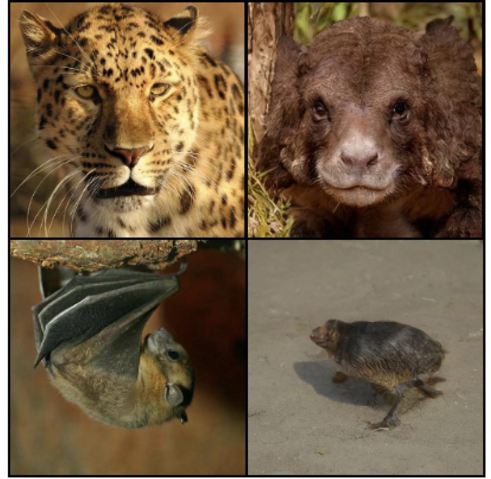 Photo of a lion (top left), and photo a bat (bottom left), alongside photos generated by AI from human brain waves.