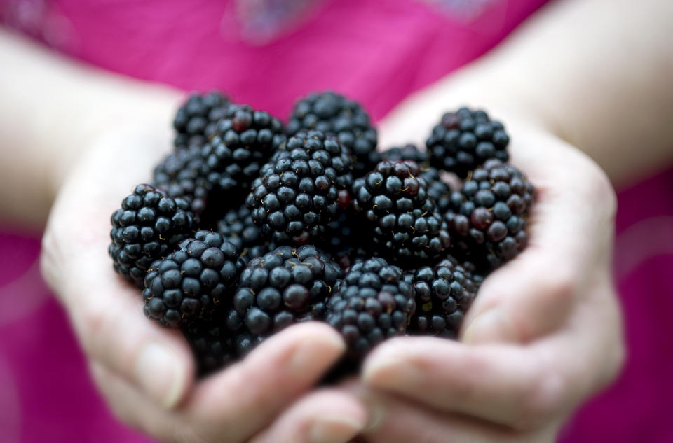Blackberries are antioxidant-rich fruits that can be used as dyes. (Photo via Getty Images)