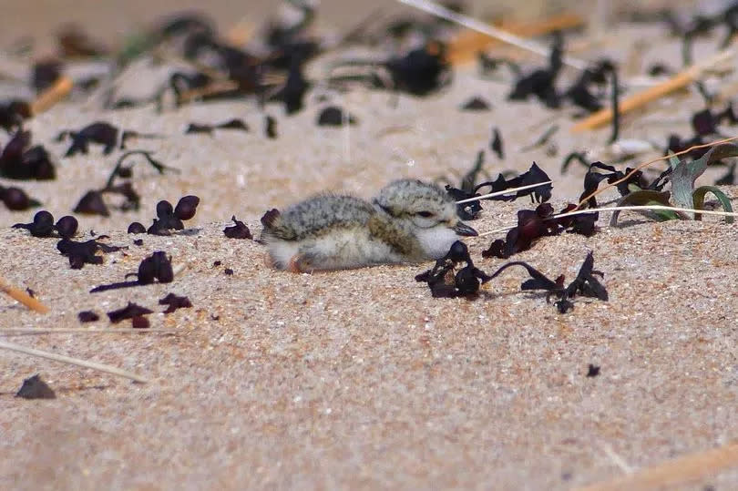 Ringed plover chick hiding