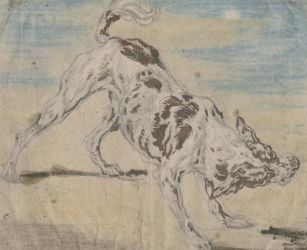 <span>Study of a Dog by Joannes Fijt from Breughel to Rubens: Great Flemish Drawings at the Ashmolean, Oxford. </span><span>Photograph: Museum Plantin-Moretus, Antwerp 7</span>