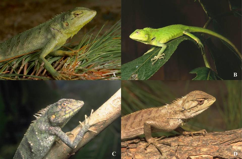 Several Calotes iadina, or emerald dragon lizards. Photos from Jens V. Vindum via Wang, Deepak, Das, Grismer, Liu and Che (2024)