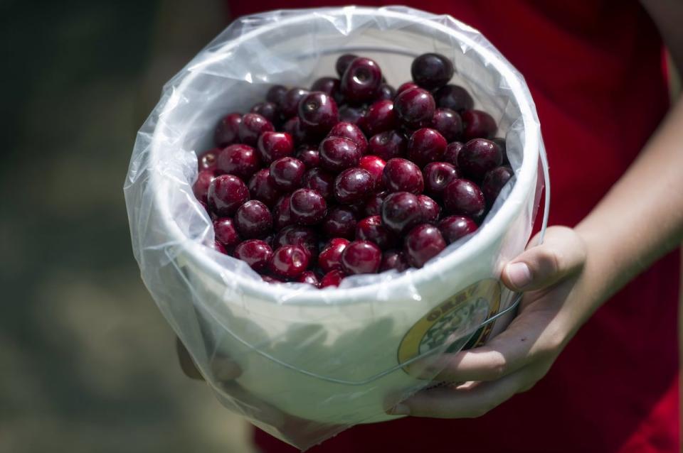 The president of the group representing British Columbia cherry growers says this season will be the most challenging in their lifetimes after a cold snap swept over much of the province last month. 