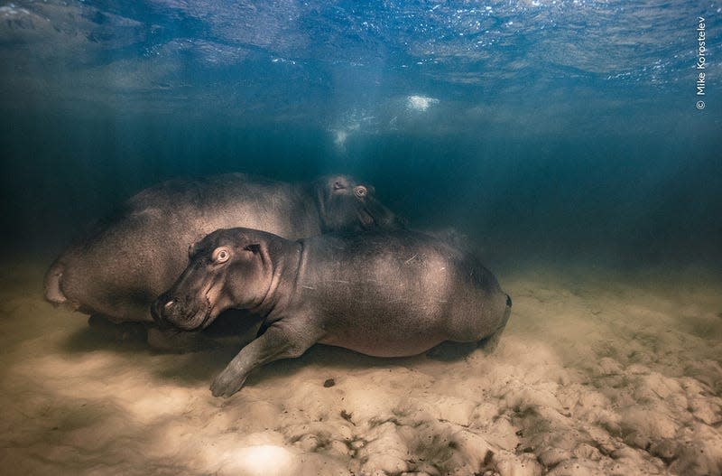 Photo: Mike Korostelev / Wildlife Photographer of the Year