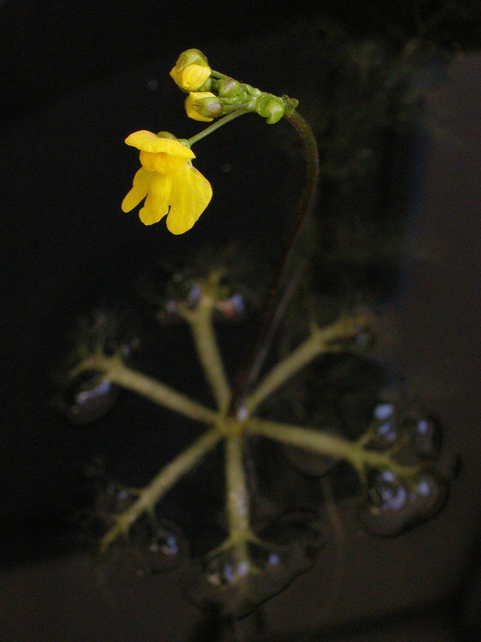 You might see the floating bladderwort in any of the coastal counties of the Southeast.