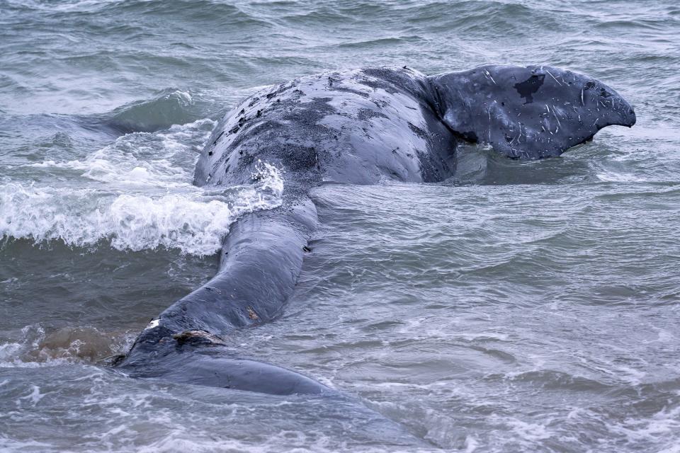 Discovery of a female North Atlantic right whale carcass near Joseph Sylvia State Beach on Martha's Vineyard has set off a response from marine veterinarians and biologists looking for clues about how the whale died.