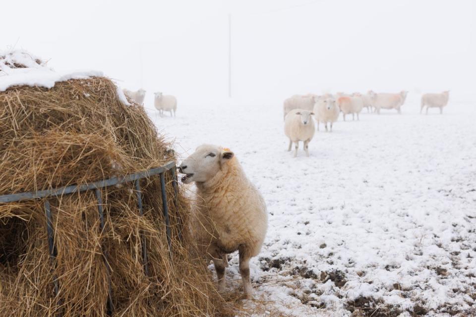 Sheep stand in a snow covered field in Kent Downs (Getty)