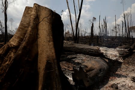 A burning tract of Amazon jungle is pictured in Porto Velho