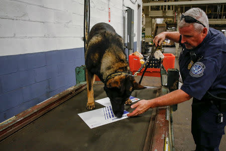 U.S. Customs and Border Protection officer Christopher Avila and his dog Jack check packages for contraband at the JFK mail facility in New York, U.S., August 28, 2018. REUTERS/Jill Kitchener