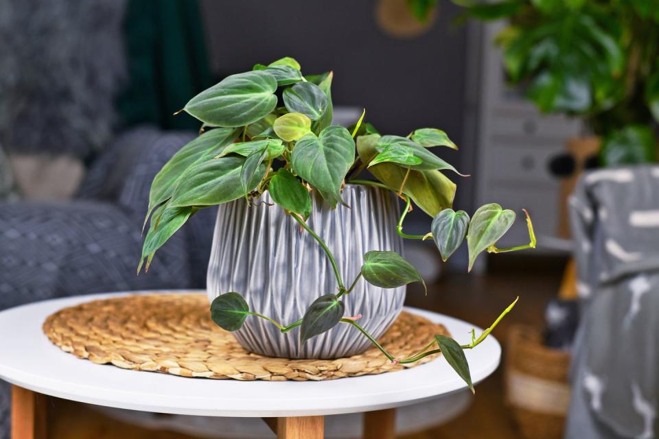 4) Philodendron Micans