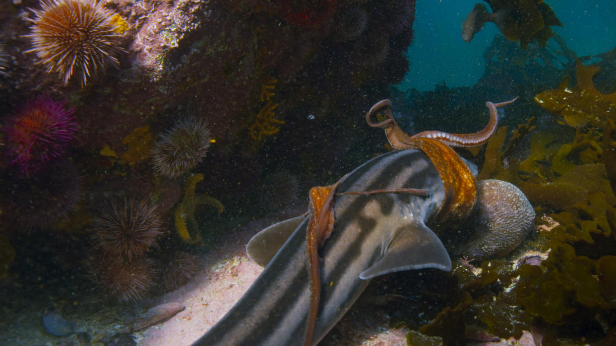 A common octopus fights off an attack by a pyjama shark in <em>Blue Planet II</em>. (Photo: BBC 2017)