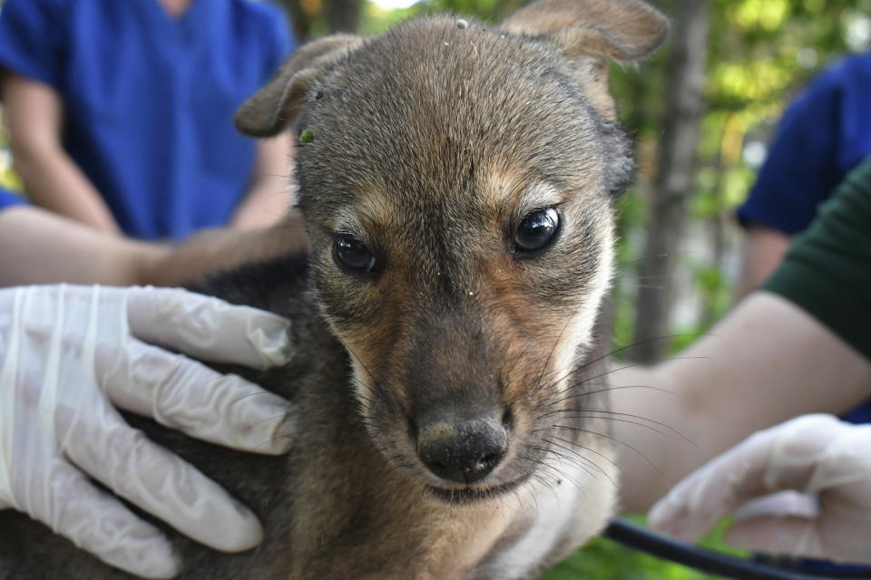 This image provided by the Saint Louis Zoo shows a red wolf pup during a June 2024 health checkup at the Saint Louis Zoo Sears Lehmann, Jr. Wildlife Reserve. (Sara Burran/Saint Louis Zoo via AP)