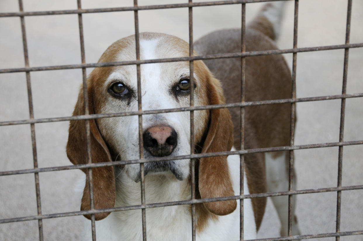 The RSPCA receives more than a million calls a year to its animal cruelty hotline (Andia/Universal Images Group via Getty Images)