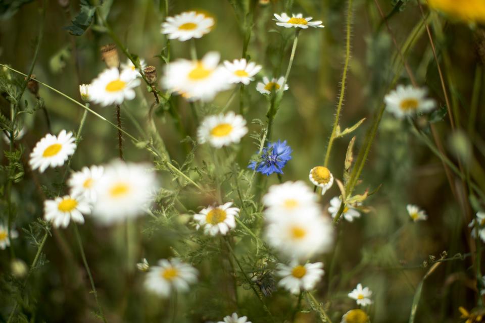 While many gardeners prize a well-maintained lawn, conservationists are urging people to leave their mowers in the shed and count wildflowers instead. Wildflower-studded lawns are an increasingly important source of nectar for pollinators such as bees and butterflies, wildlife charity Plantlife said.The charity is asking people to take part in a “citizen science” project to count the daisies, dandelions and other blooms on their lawn to help experts work out more precisely how important they are for nature.Nearly 7.5 million acres of meadows and pastures rich in wildflowers have been lost since the 1930s, removing a vital source of food for UK insects, many of which are now in decline.This is a major issue, as one acre of wildflower meadow on a single day in summer can contain three million flowers, producing 1kg of nectar – enough to support nearly 96,000 honeybees per day, according to Plantlife.That means Britain’s 15 million gardens, many of them with lawns, could become an increasingly important habitat for pollinators in search of food, the plant charity said.It issued a call for gardeners to join a “no mow May” movement to leave the lawnmowers and strimmers in the shed during May to let flowers bloom on lawns.Now it is asking green-fingered householders, whether or not they have mowed their lawn this month, to take part in an “every flower counts” project over the bank holiday weekend.To take part, people should throw a ball to pick a random patch of lawn, mark out 1sq m area and count the flowers they find, such as common daisies, red clover, dandelions, dove’s foot cranesbill and buttercups, while those with large lawns can count in several squares.The information will be used to calculate how much nectar lawns are providing and how many bees they could support. This will help create an overall “national nectar score”.This will allow Plantlife to see if lawns can be managed differently to increase the national nectar score, what the most abundant flowers are and how they can be encouraged. Plantlife’s botanical expert Dr Trevor Dines said: “Our call for ‘no mow May’ has helped turn our famous trimmed green lawns into riots of colour with buttercups, daises and dandelions offering much-needed food for our starving bees and butterflies.”He added: “Everyone who takes part in ‘every flower counts’ will receive their own ‘personal nectar score’ showing them how many honey bees their lawn can actually support.“We’ll find out which flowers are most prolific on our lawns – will it be daisies, buttercups or clover? – and we will combine the results to produce a ‘national nectar score’, showing just how important Britain’s lawns are for our beleaguered pollinators.“We hope this will make people look differently at their lawns and encourage them to allow more wild flowers to grow in support of millions of bees – because for them every flower really does count.”For more information and to take part, visit Plantlife.org.uk/everyflowercounts.