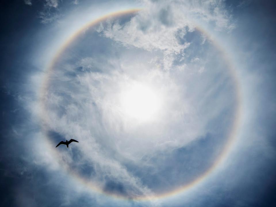 A halo surrounds the sun in the sky as a bird flies beneath it